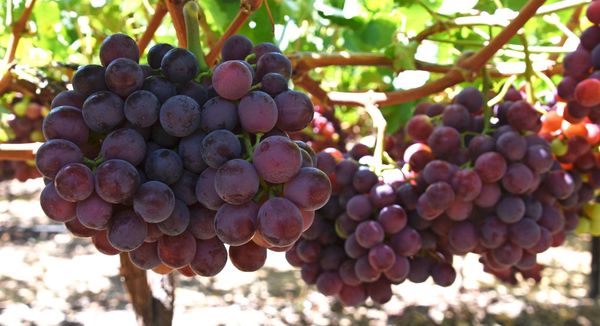 Fresh Grapes from South Africa supplied by Kriegler Farms - Carton Box (=Cardboard Box) Fresh Grape