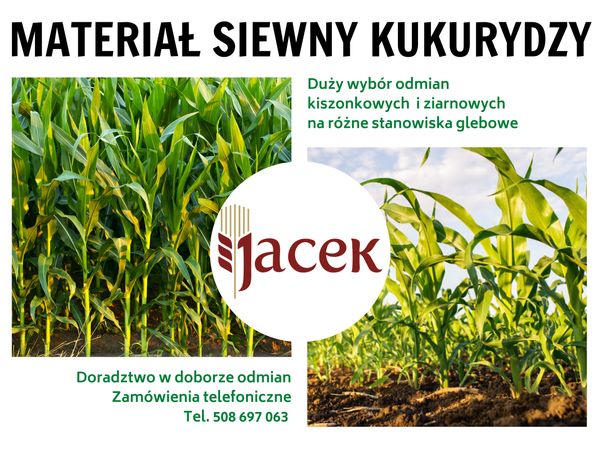 Maize from Poland supplied by Przedsiębiorstwo Handlowe „JACEK” Jacek Kobyliński - Conventional Maize (Corn) Seed