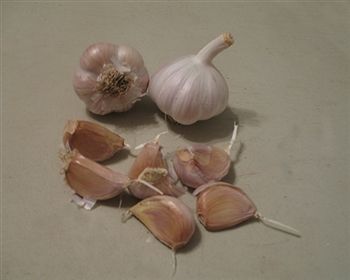 OG German White from 미국 supplied by Fraser's Garlic Farm, LLC - 저먼 화이트 신선 마늘