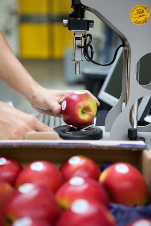Fresh Apple from 오스트리아 supplied by Obst Goessl Obstgrosshandel - 타르트 사과 신선 사과