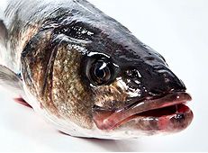 European Seabass from 포르투갈 supplied by Nutrifresco - Fish Trade and Industry, Ltd. - European Bass (=Dicentrarchus labrax=Branzino) 냉동 농어