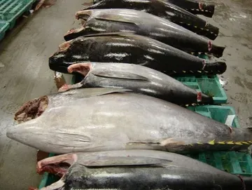 Fresh Tuna from 미국 supplied by UNIFIED SEAFOOD CO INC - With Bone 참치