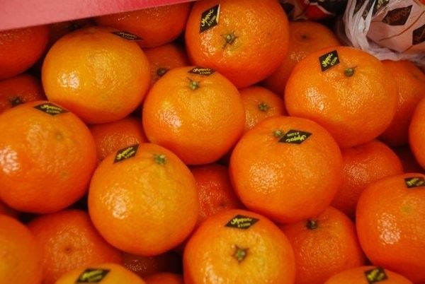 Clementine from Morocco supplied by FRESH CITRUS EXPORT - Fresh (=Chilled) Fresh Clementine