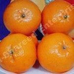 Mandarin from Pakistan supplied by KHALID MAQBOOL & SONS - Orange Fresh Mandarin