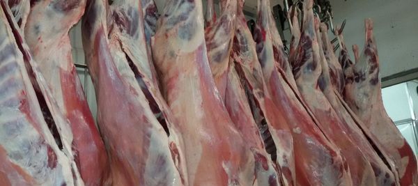 Lamb from 우루과이 supplied by Oferan S.A. - Slaughtered 양고기