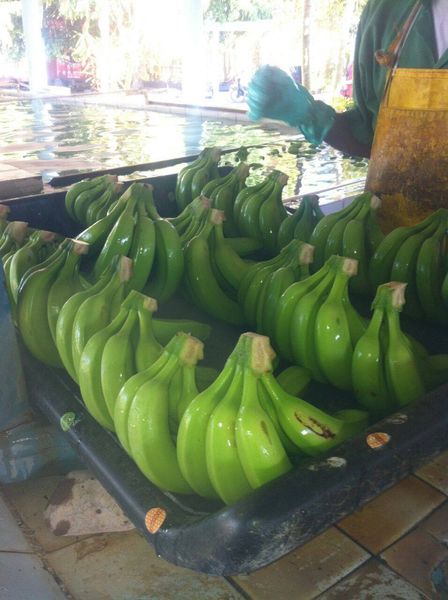 Banana from 도미니카공화국 supplied by Ely Import R Export SRL - Foodtainer & Tray 신선 바나나