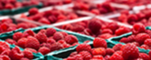 Fresh Raspberries from 포르투갈 supplied by Sudoberry S.A. - Red 신선 라즈베리