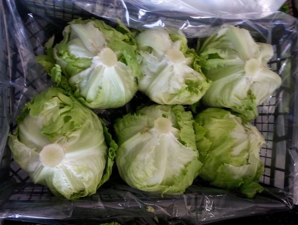 Lettuce from 튀르키예 supplied by Asy Naturel - Red 신선 상추