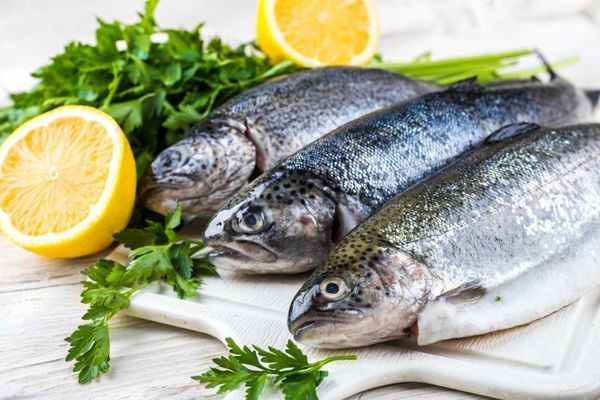 Salmon from 튀르키예 supplied by Imren Marmara Aquaculture - Whole (=In The Round) 연어