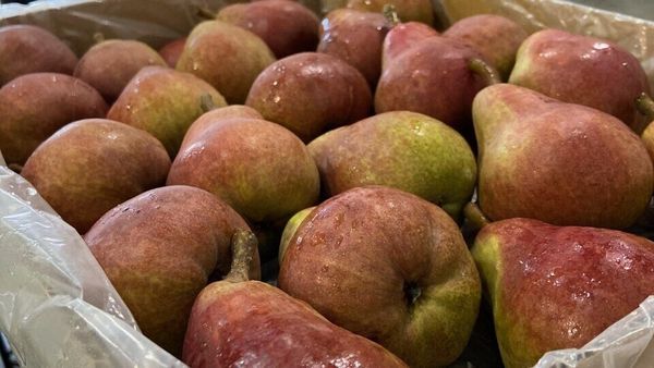 Pear from Australia supplied by Country Road Produce - Red Blush Fresh Pear