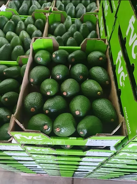 Avocado from South Africa supplied by FVC International - Green Fresh Avocado