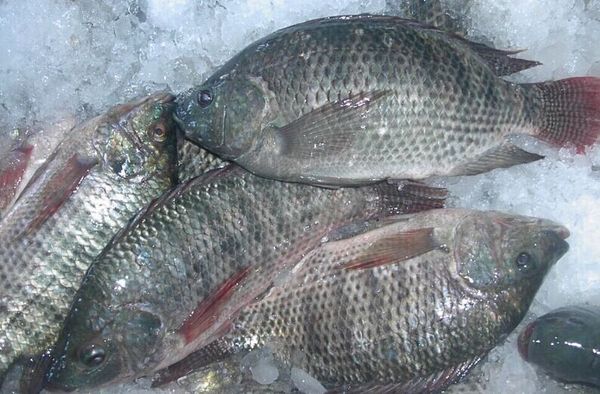 Tilapia from South Africa supplied by Federated Meats (Pty) Ltd - Frozen Frozen Tilapia
