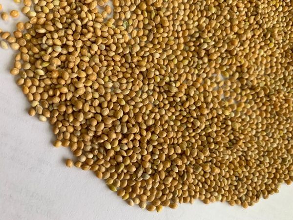 millet from Ukraine supplied by AGROFIRMA POLE LTD - For Food Millet