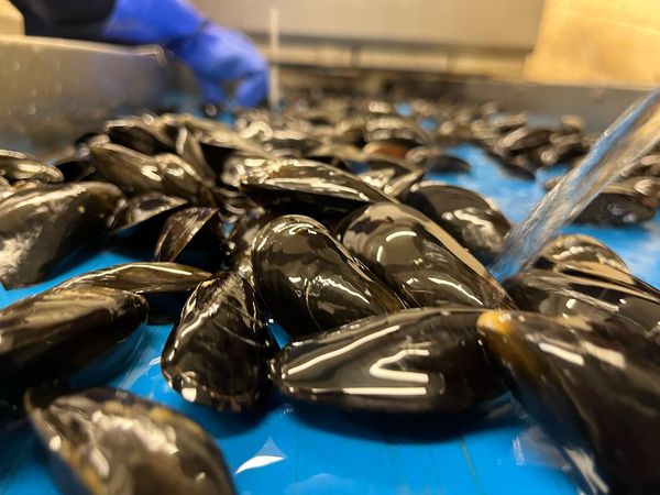 Mussel from United Kingdom supplied by River Teign Shellfish Limited - Fresh (=Chilled=Raw) Fresh Mussel