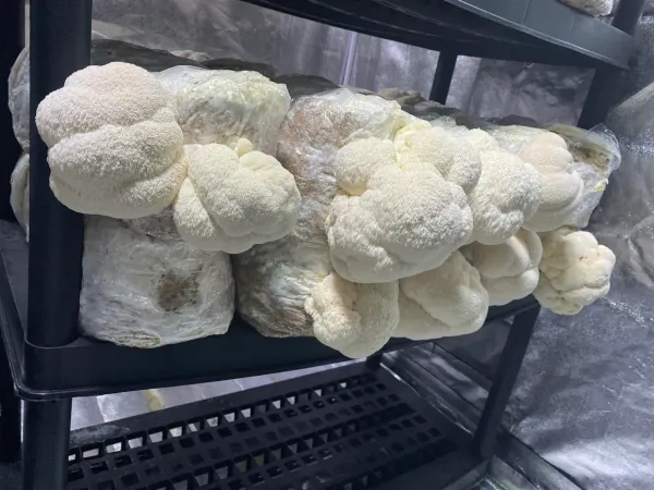 Lion's Mane Mushrooms from 캐나다 supplied by Monarch Mushrooms Inc - Cultivated 기타 신선 버섯류
