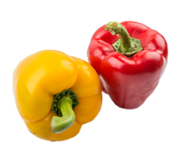 Capsicum from 이집트 supplied by Magrabi Agriculture - Yellow 캡시쿰