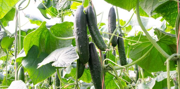 Cucumber from Spain supplied by Romelina (Jose y Paco SL) - 7kg Europool Fresh Cucumber