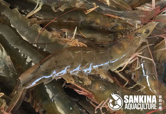 Live Harvest Vannamei Prawns from 말레이시아 supplied by Sankina Aquaculture Sdn Bhd - Whole 신선 새우