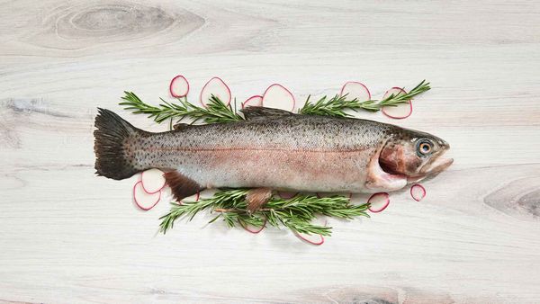 Trout from United States supplied by Ideal Fish - Rainbow Trout Fresh Trout
