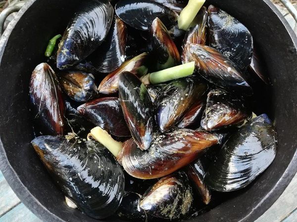 West Coast Mussel from South Africa supplied by Gordon's Bay Fisheries - West Coast Mussel Frozen Mussel