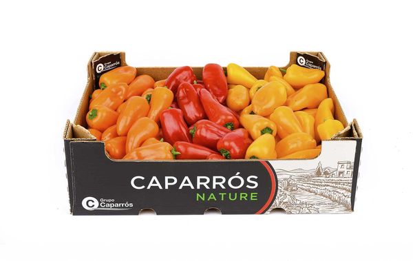 Sweet Bite Pepper from 스페인 supplied by Caparros Nature SL - Sweet Bite 신선 피망