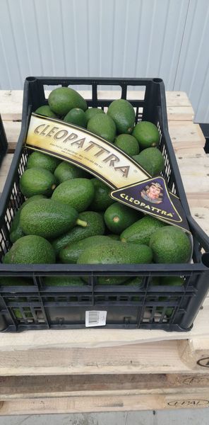 Fresh Avocado from 독일 supplied by Asia GmbH - Fresh (=Chilled) 신선 아보카도