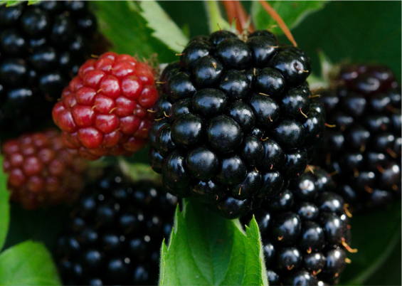 Blackberries from 독일 supplied by Markus Leicht Farm (MaLe Seed Trade) - Senza Spine 신선 블랙베리