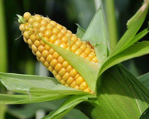 Maize from 탄자니아 supplied by Tanzaland Textile Ltd - Dried 옥수수