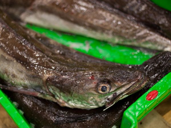 Hake from 프랑스 supplied by Miguel Sanz S.l. Pescados Y Mariscos - Whole (=In The Round) 냉동 헤이크