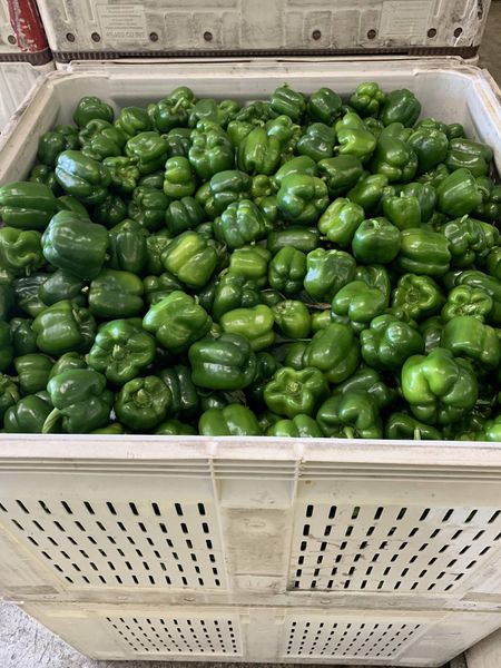 Fresh Bell Pepper from United States supplied by M D'Ottavio Produce Inc - Green Fresh Bell Pepper