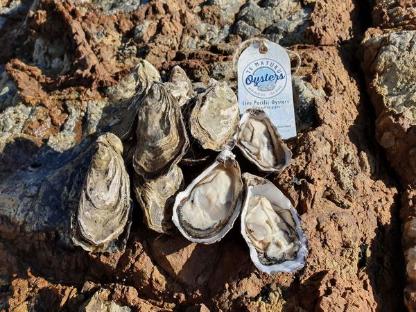 Oysters from 뉴질랜드 supplied by Tematuku Oysters Limited - 태평양 굴 신선 굴