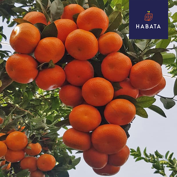 Orange from 남아프리카공화국 supplied by Habata - 주황색 신선 오렌지
