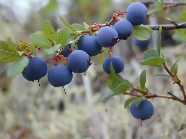 Fresh Blueberry from Germany supplied by IMARTI NATURKOST GMBH&CO.KG - Blue Fresh Blueberry