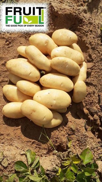Potato from 이집트 supplied by Ideal fruitful - With Skin 신선 일반 감자