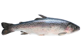 Fresh Whole Trout from Norway supplied by Landshandilin P/F - Fresh (=Chilled=Raw) Fresh Trout