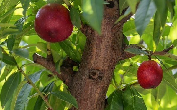 Fresh Nectarine from Spain supplied by Iberhanse Group - Zinediam Fresh Nectarine