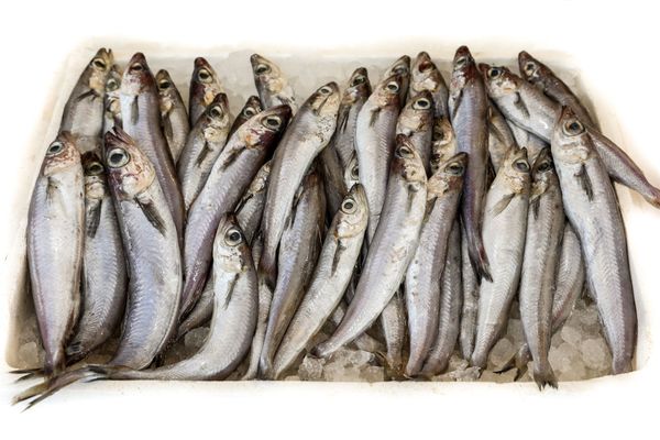 Frozen Blue Whiting from Norway supplied by JØRGEN HEGGEN AS - Blue Whiting (=Micromesistius poutassou) Frozen Blue Whiting