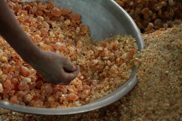 Gum Arabic from Sudan supplied by Yagoub Group - Hashab - Acacia Senegal Arabic Gum