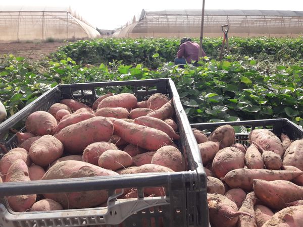 Sweet Potato from 이스라엘 supplied by Yosef Farm - Purple Skin 고구마