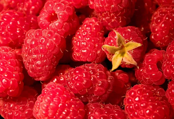 Raspberries from 미국 supplied by Turner Farm - Yellow (=Golden) 신선 라즈베리