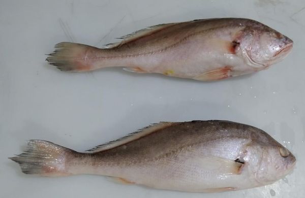 WITHE DRUM (PLAGIOSCION SQUAMOSISSIMUS) from Brazil supplied by AMASA - 900-1000 g Other Frozen Whole Fish