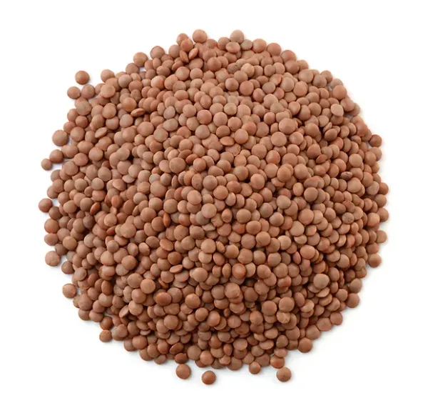 lentil from 미국 supplied by Anderson Northwest, LLC. - Brown - Spanish (=Pardina) Lentil 말린 렌틸