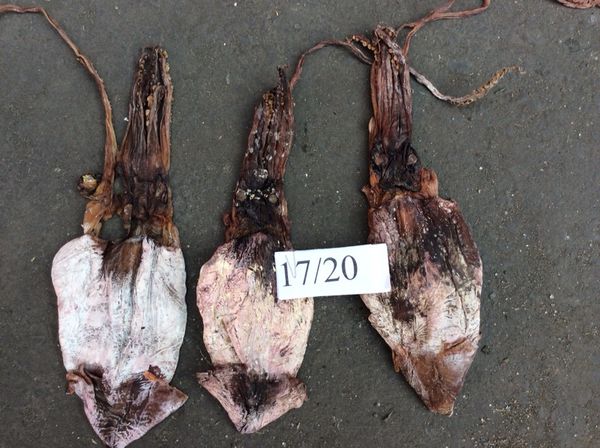 Dried Black Squid from 베트남 supplied by Viko Seafood Company Limited - Skinless (=Skin Off) 냉동 오징어