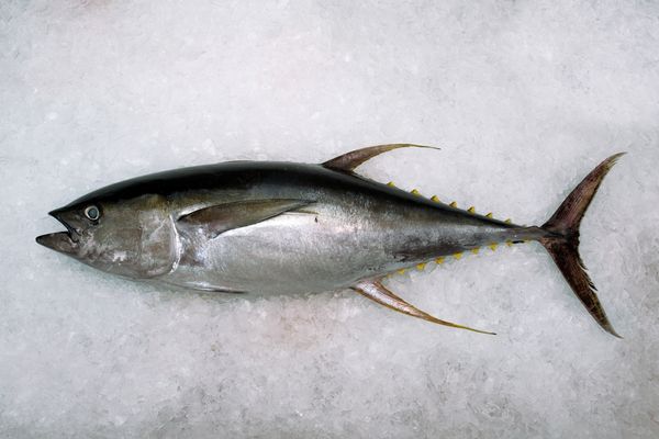 BigEye Tuna from Sri Lanka supplied by Global Sea Foods (Pvt) Ltd - Fresh (=Chilled=Raw) Frozen Bigeye Tuna
