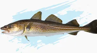 Fresh Cod from Ireland supplied by The Good Fish Company - Fresh (=Chilled=Raw) Frozen Cod