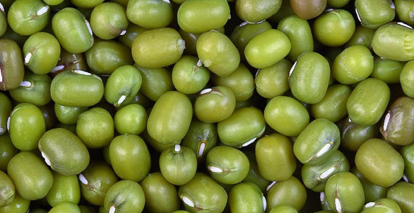 Mung Bean from 아르헨티나 supplied by LG Food S.R.L. - Dried (=Dehydrated) 말린 녹두