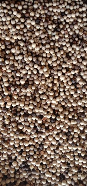 White Pepper from 인도네시아 supplied by PT. Arghaniaga Eka Tunggal - FAQ (=Fair Average Quality) 화이트 페퍼콘