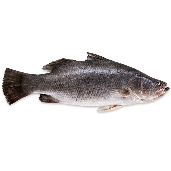 Seabass from 튀르키예 supplied by Akuvatur Su Urunleri Ticaret Ve Sanayi A S - Fresh (=Chilled=Raw) 냉동 농어