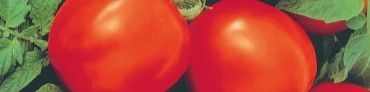 Tomato from 나이지리아 supplied by MAJIK HACTH AGRO ALLIED - Red 신선 토마토