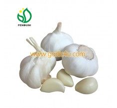 Pure White Garlic from China supplied by Jining Fenduni Foodstuff Co., Ltd. - White Garlic - Pure Fresh Garlic